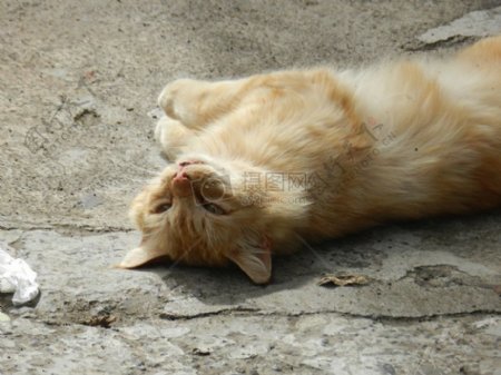 躺在地上的猫咪
