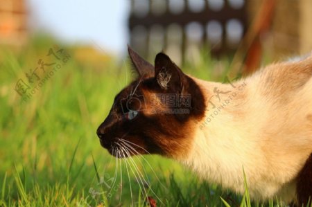 草地上的猫咪