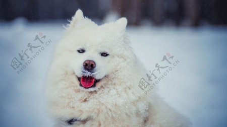 白色狗狗背景图片