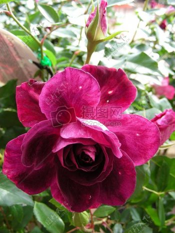 美丽的深粉色玫瑰