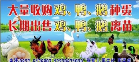 农村鸡鸭鹅销售点广告