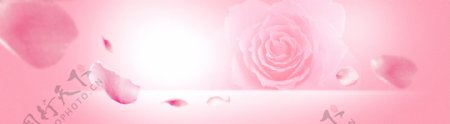 粉色玫瑰花开温馨浪漫海报背景
