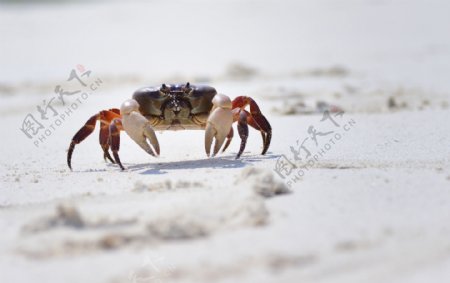 一只螃蟹摄影