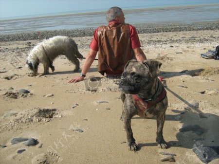 海滩上的人和狗