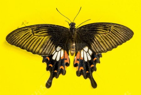 成形的蝴蝶标本