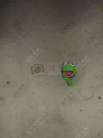 地面上的卡通青蛙