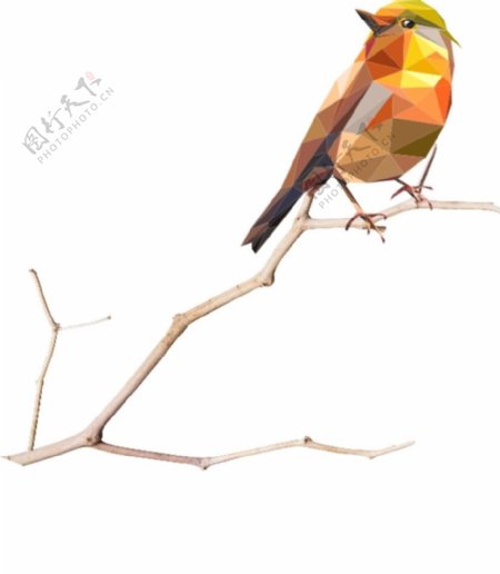 树枝上的彩色块鸟