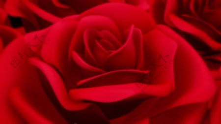 玫瑰花特写变化红色视频素材