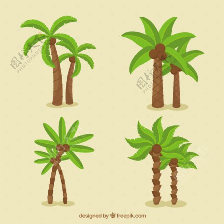 棕榈树的不同类型