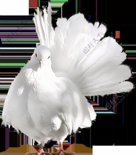 白色鸽子抽象节日元素