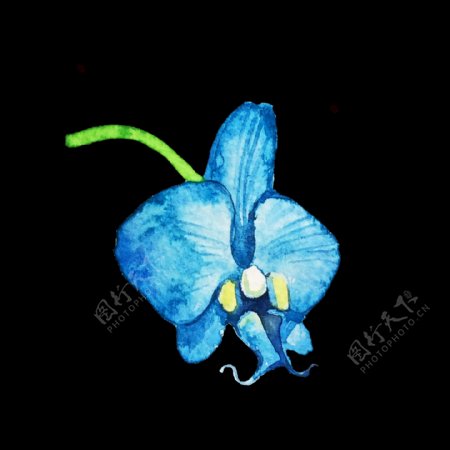 蓝色花卉透明装饰素材
