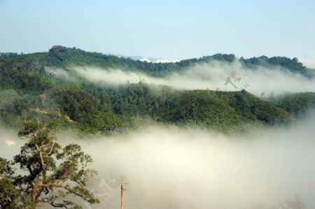 雨林