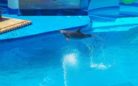 跳水海豚横空飞跃
