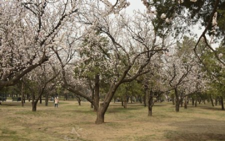 天坛杏树林