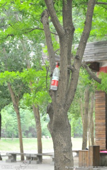树木打吊瓶