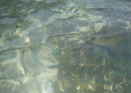 普吉岛的青鱼