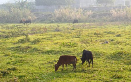 草地上两头牛