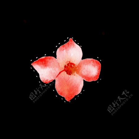 红色水彩手绘花朵透明素材