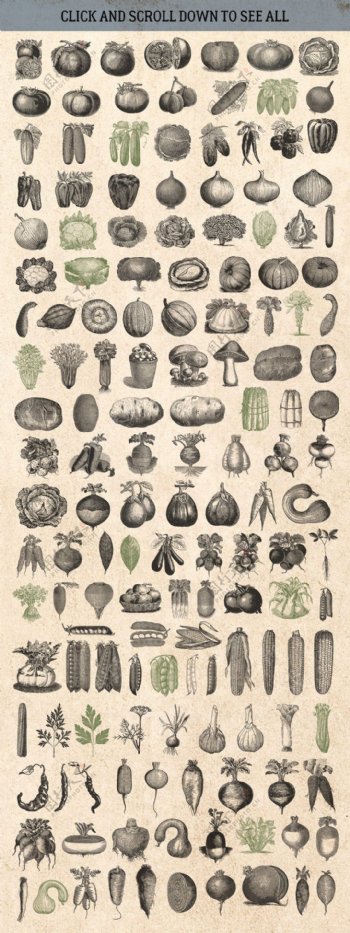 蔬菜素描设计图案