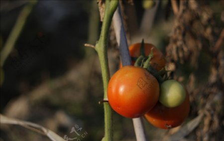 番茄西红柿农田