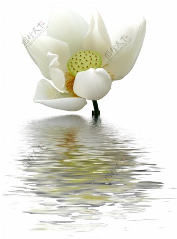 湖里盛开的白莲花png元素素材