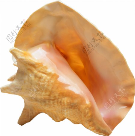 奇怪形状的海螺免抠png透明图层素材