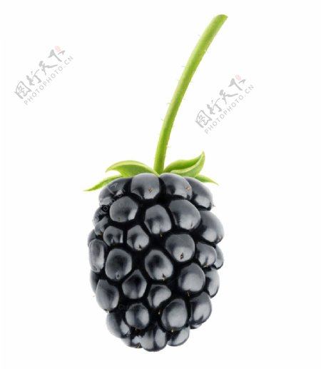 黑莓元素图片免抠png透明图层素材