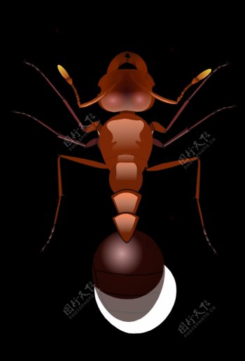 红色大蚂蚁免抠png透明图层素材