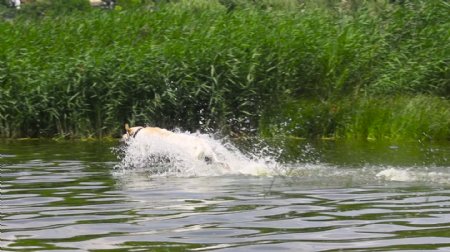 狗缓慢地跑进水中
