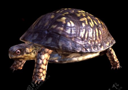 站立的大乌龟免抠png透明素材