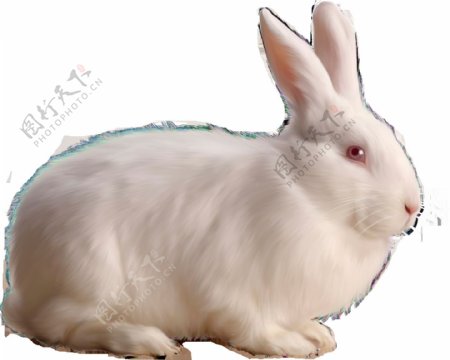 白色兔子侧面图免抠png透明素材