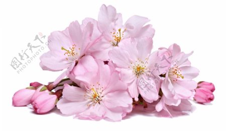 浪漫粉色花朵元素
