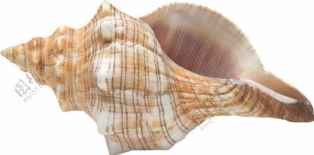 漂亮形状的海螺免抠png透明图层素材