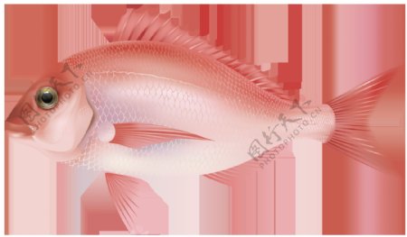 红色热带鱼免抠png透明图层素材