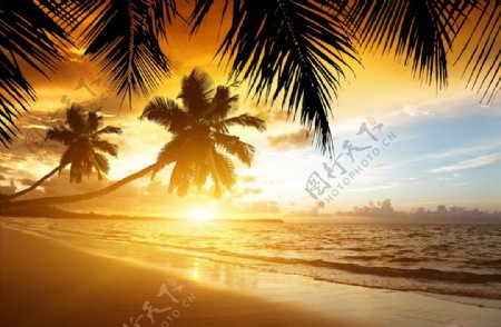 日出和日落海岸热带棕榈科海滩