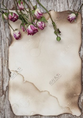 玫瑰花旧纸张和木质背景