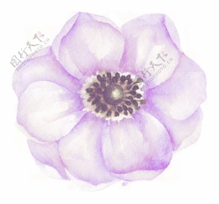 淡紫色美丽花朵透明装饰素材
