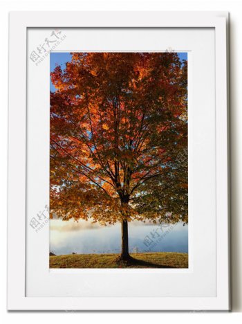 相框画秋天的树