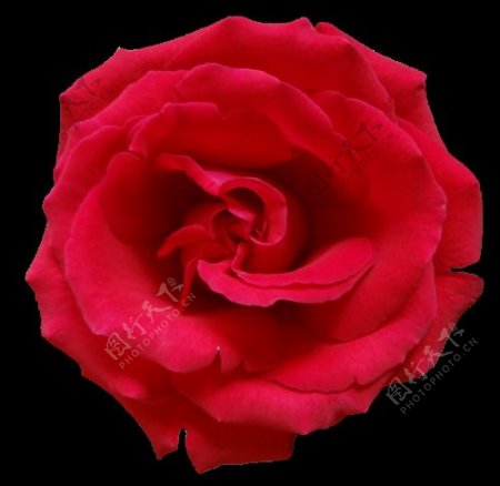 唯美红玫瑰花朵素材