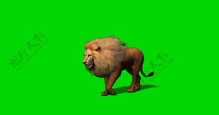 狮子绿屏抠像视频素材