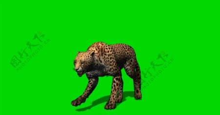 豹子走路绿屏抠像视频素材