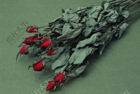 干枯的玫瑰花