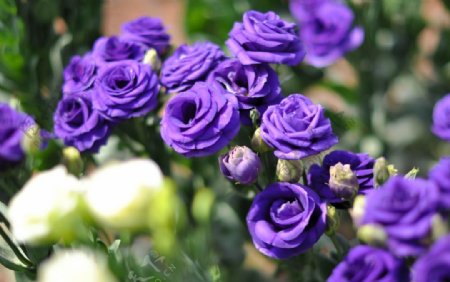 紫色桔梗花
