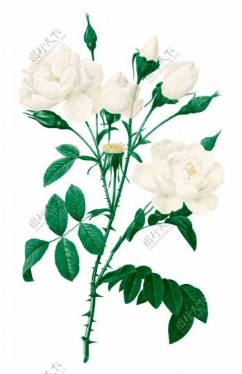 清新白色纯洁花艺装饰元素