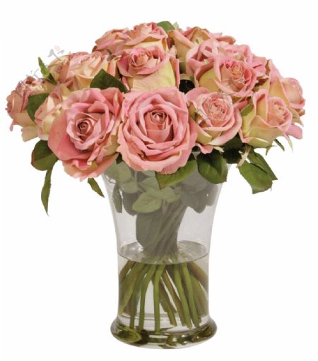 美丽盛开粉色玫瑰花花朵花束实物元素