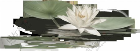荷塘上的白莲花透明素材