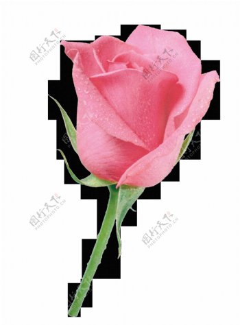 一朵有水珠的玫瑰花透明png素材