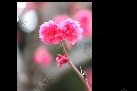 清新风格红粉色花瓣樱花装饰元素
