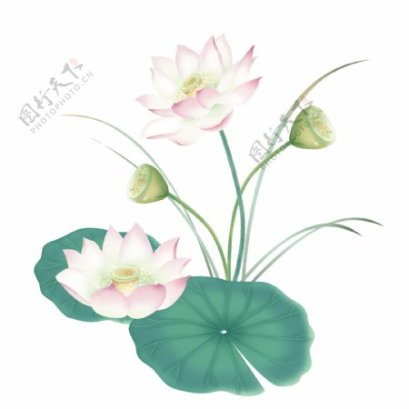 手绘清新水墨插画荷花荷叶花卉中国风植物