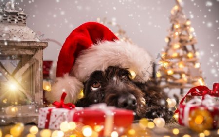 狗狗动物摄影圣诞金色